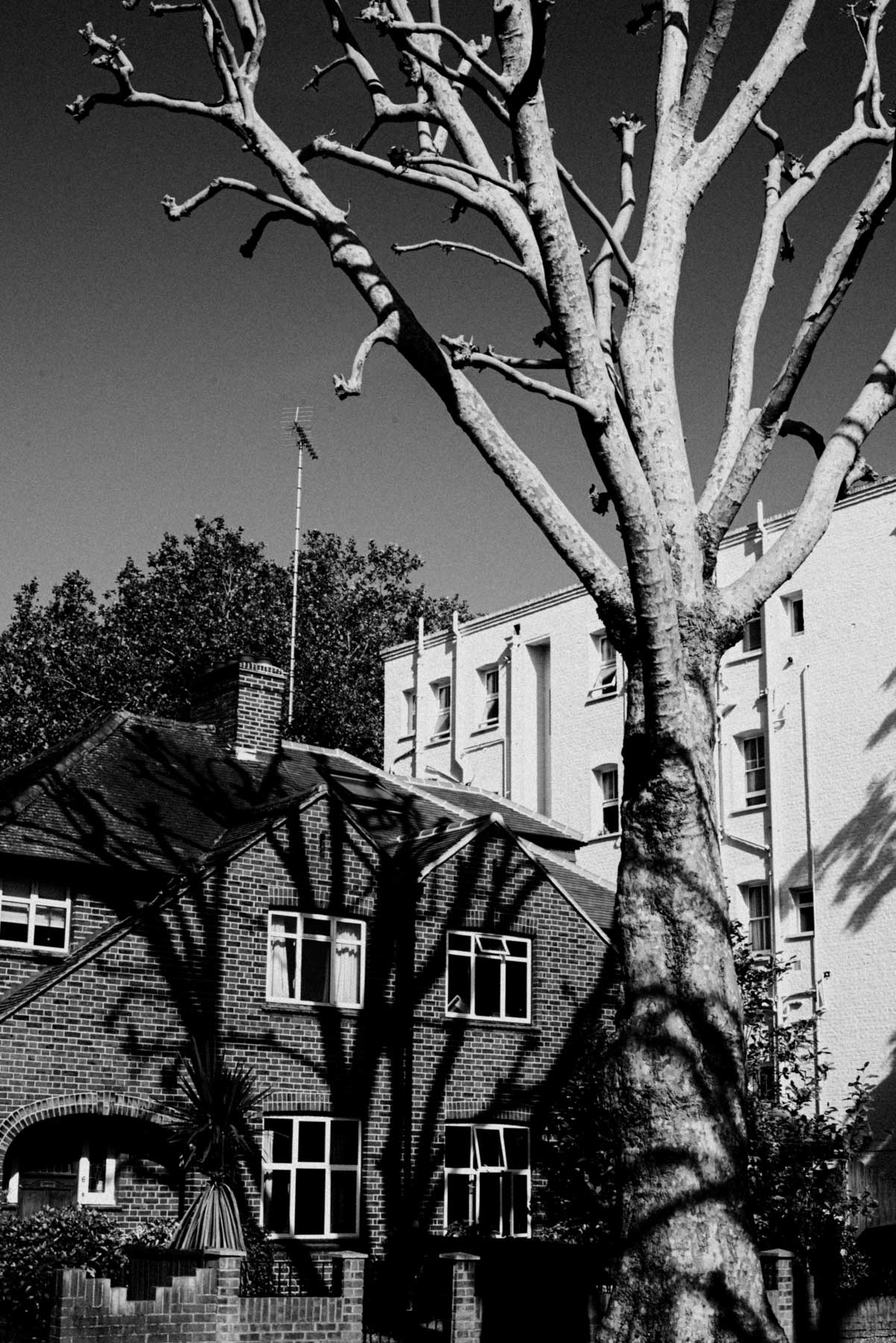 tree
